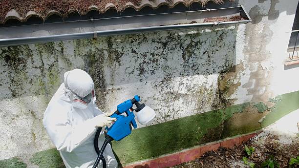 Mold Removal service in Severn